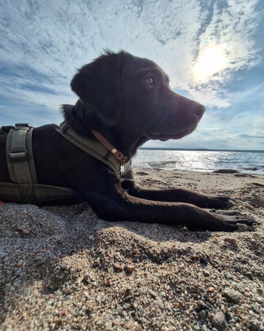 Cooper das erste Mal am Meer in Schweden