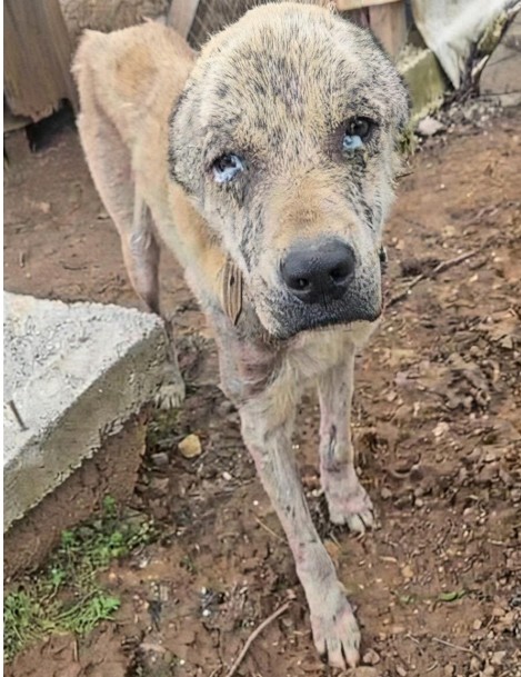 Aslan kurz vor seiner Abholung zum Tierarzt