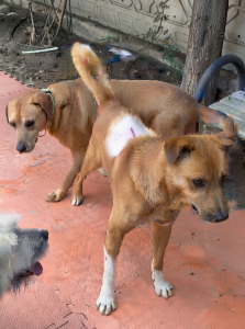 Ateş eine Woche nach der Operation mit seinen neuen Hundekumpels bei Orhan