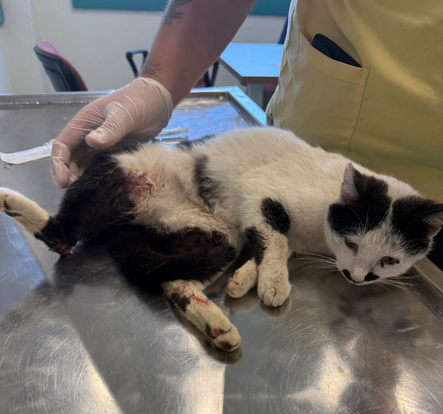 Sternchen bei ihrer Ankunft in der Tierklinik