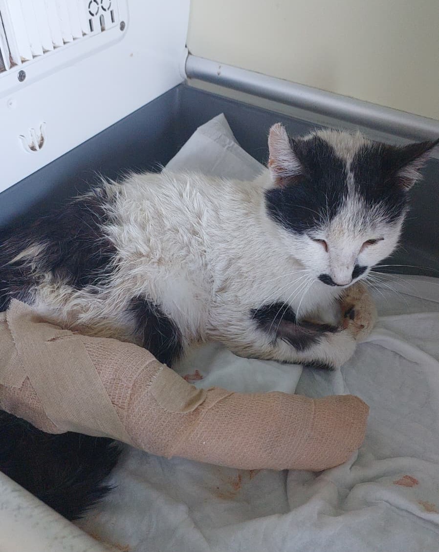 Sternchen während ihrer Behandlung in der Tierklinik in Konya